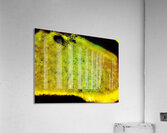 Tache  Acrylic Print