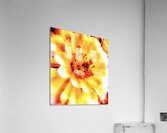 Fleur  Acrylic Print