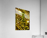 Vol de la colombe  Acrylic Print