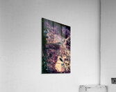 Etrangete  Acrylic Print