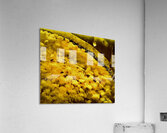 Tout ce qui brille  Acrylic Print