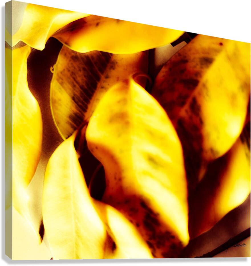 Solidarite entre elles  Canvas Print