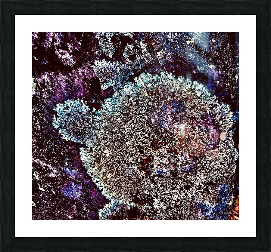 Chardonnerets 2 Picture Frame print