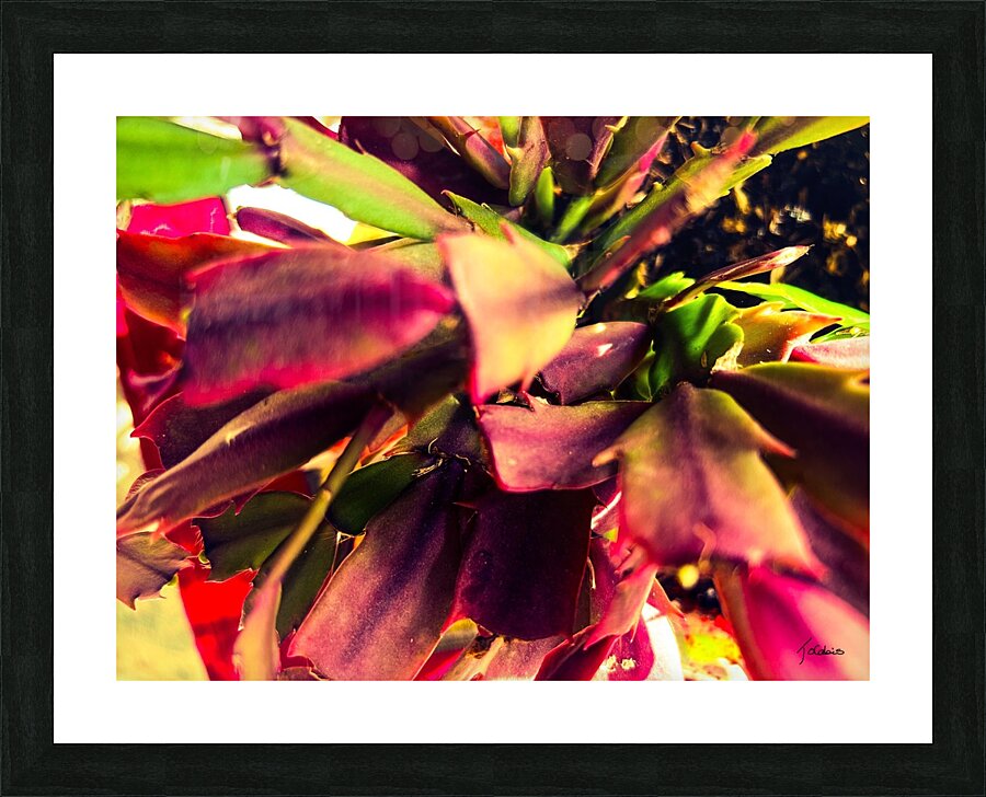 Cactus de Noel  Picture Frame print