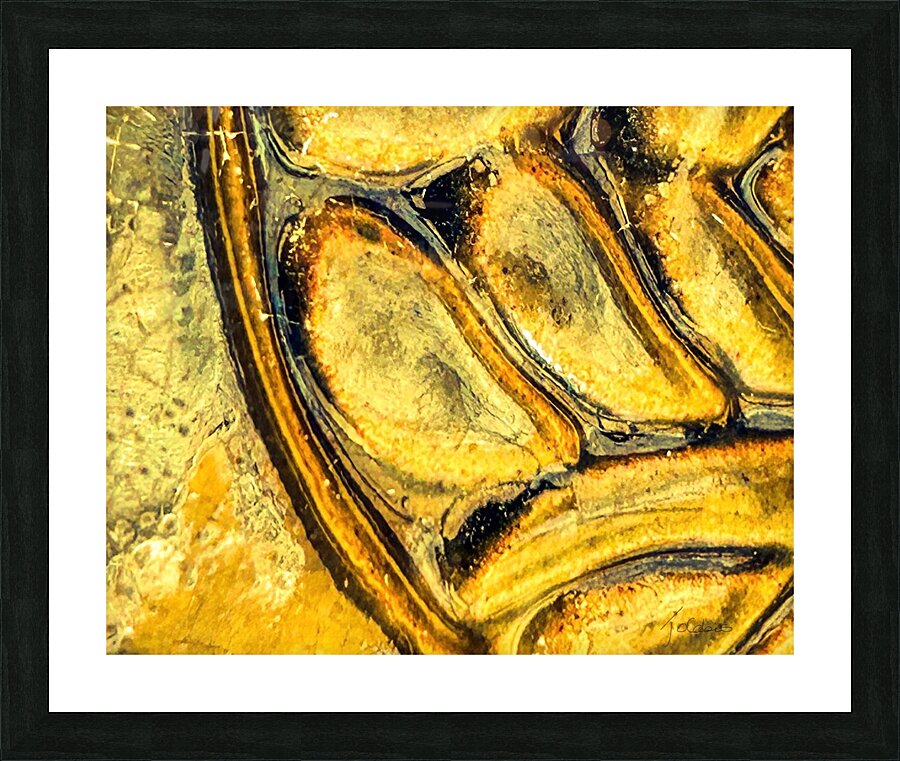 Fossiles  Picture Frame print