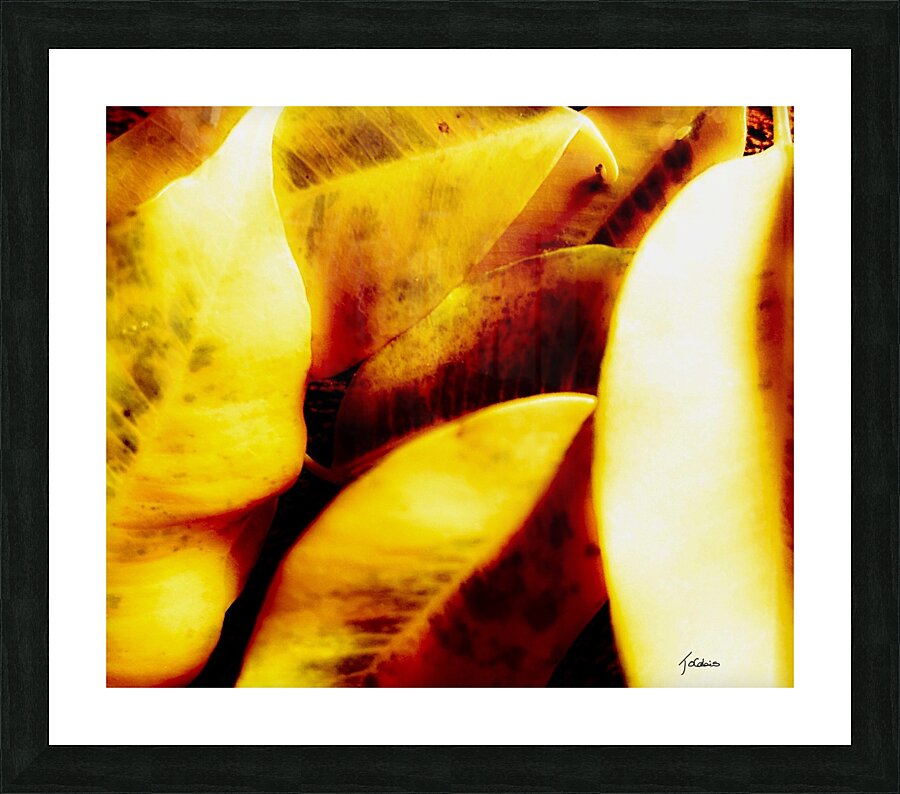 Leurs separations  Picture Frame print