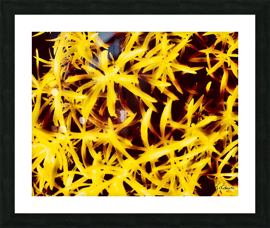 Etoiles dorees  Picture Frame print