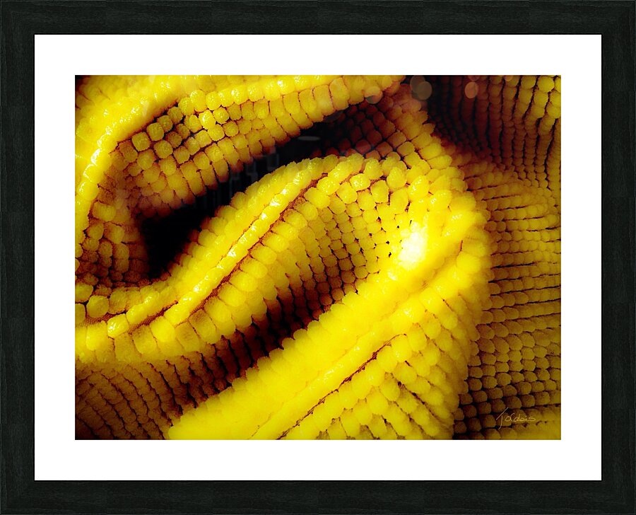 Jaune mais  Picture Frame print
