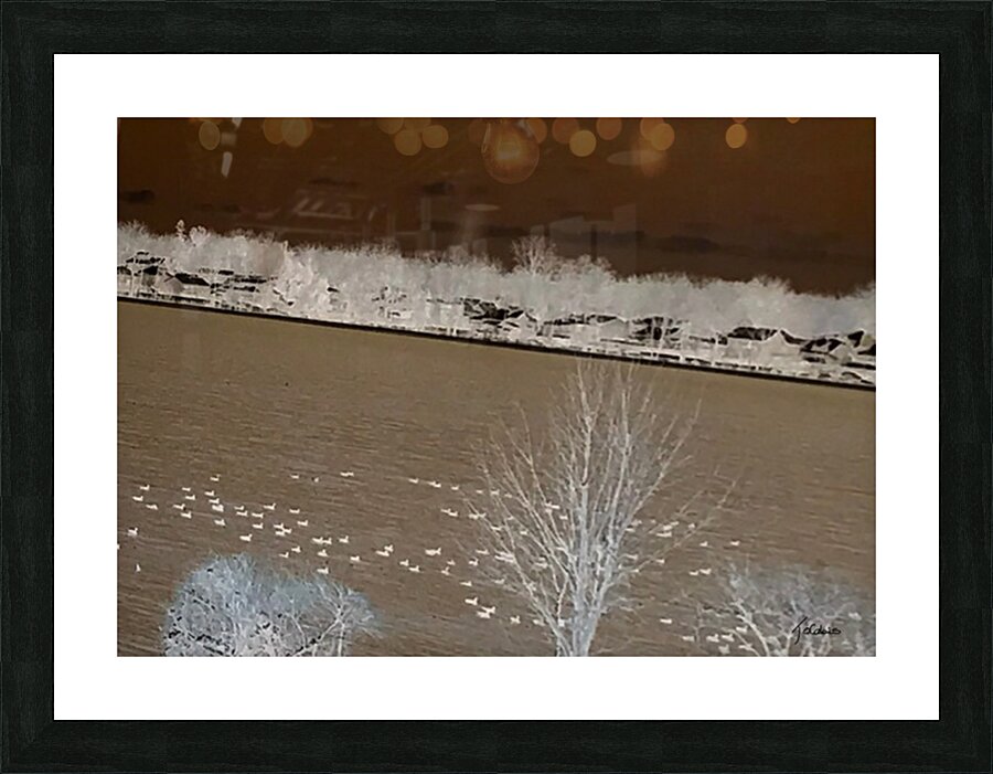 Arrivee des bernaches  Picture Frame print
