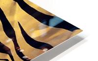 Zebre HD Metal print