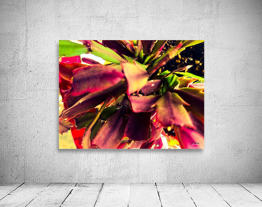 Cactus de Noel  Wall Preview