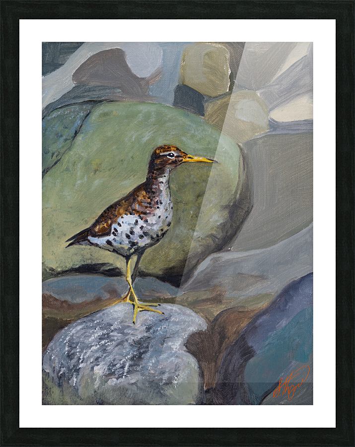Spotted Sandpiper Picture Frame print