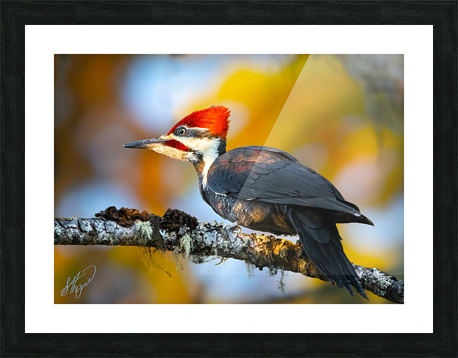 Pileated Woodpecker  Picture Frame print