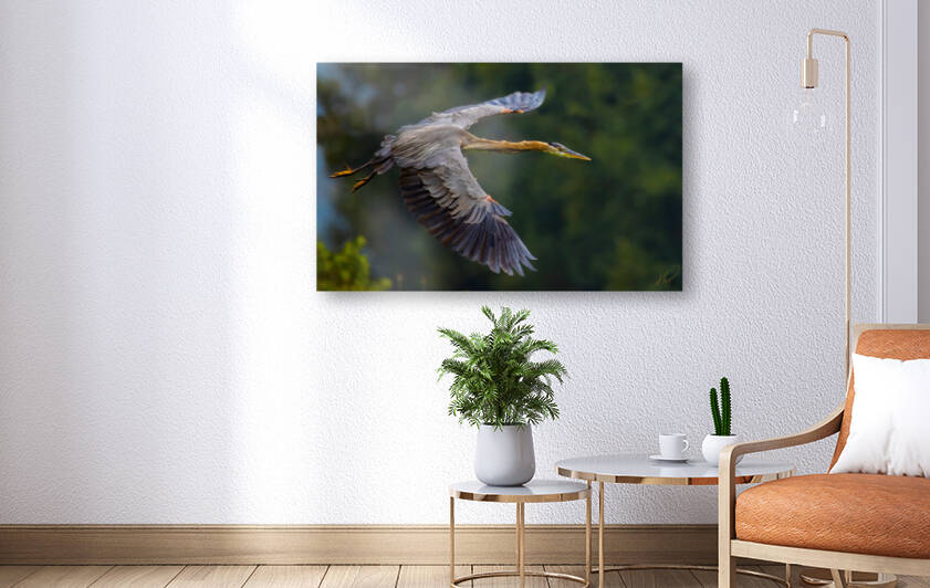 Great Blue Heron by Simon Thompson