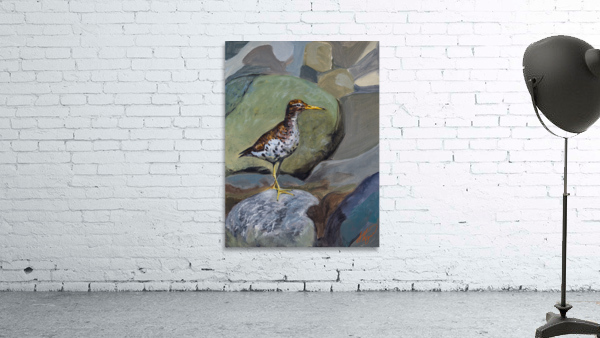 Spotted Sandpiper Wall Preview