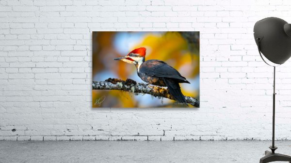 Pileated Woodpecker  Wall Preview