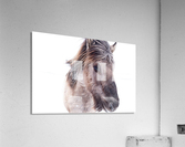Icelandic Horse  Acrylic Print