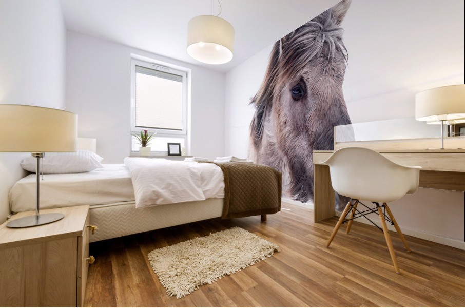 Icelandic Horse  Mural print