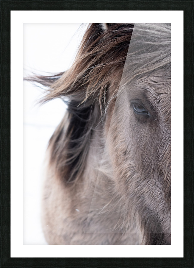 Icelandic Horse Picture Frame print