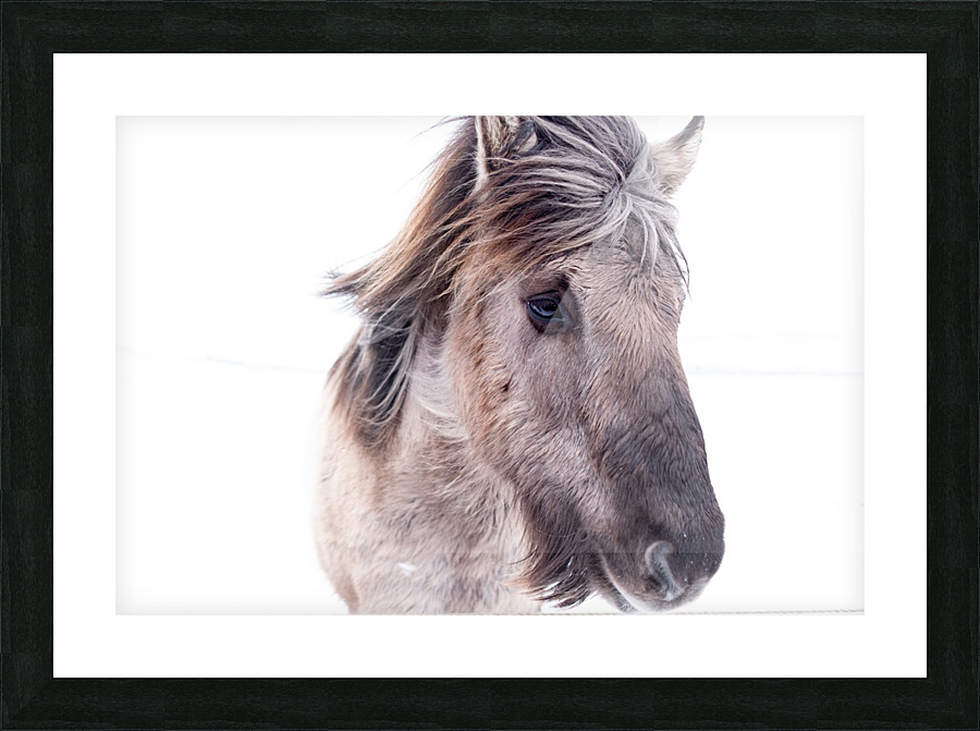 Icelandic Horse  Picture Frame print