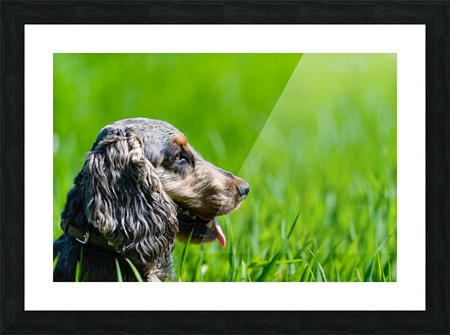 Cocker Spaniel in long grass Picture Frame print