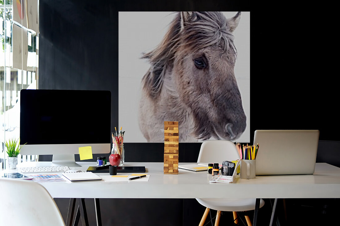 Icelandic Horse  Reproduction