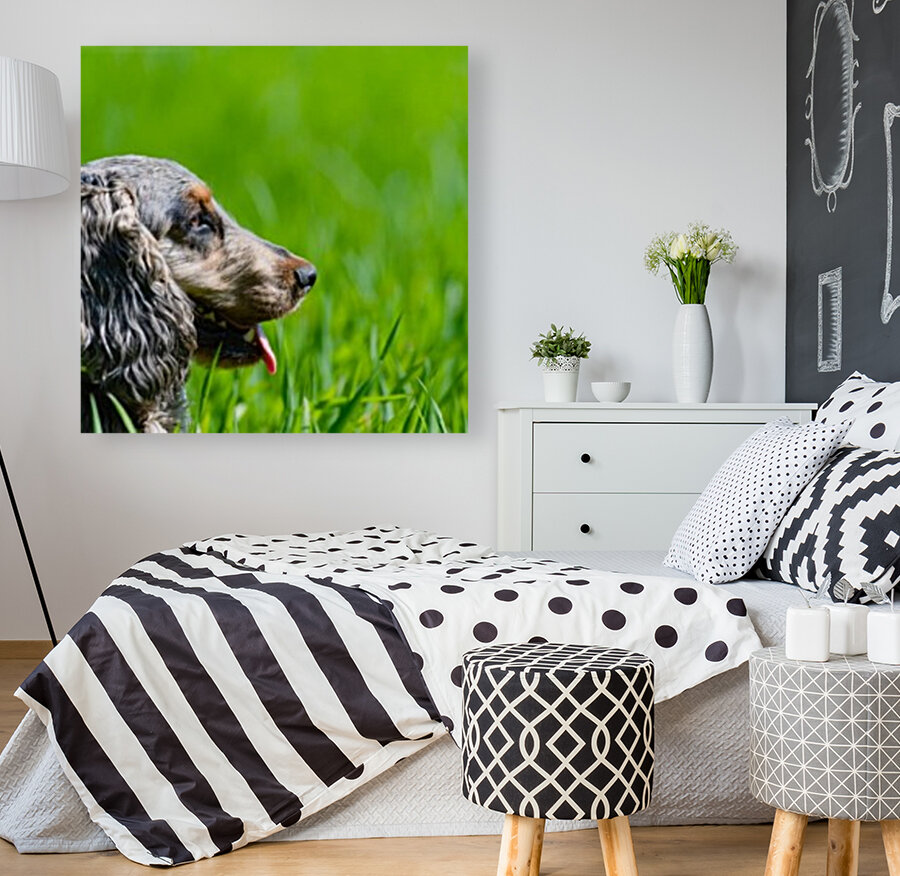 Cocker Spaniel in long grass Reproduction
