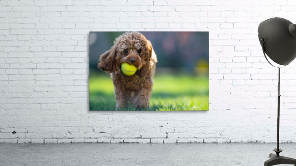 Tennis Ball Mad Cavapoo Wall Preview