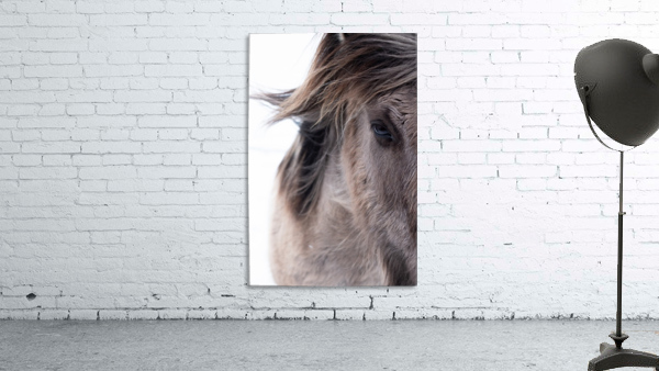 Icelandic Horse Wall Preview