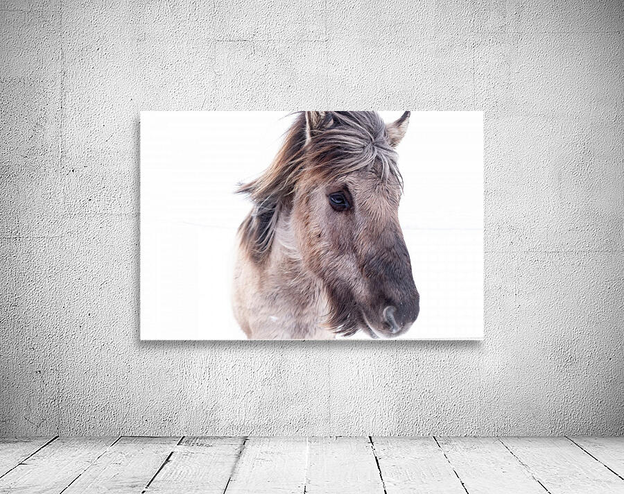 Icelandic Horse  Wall Preview