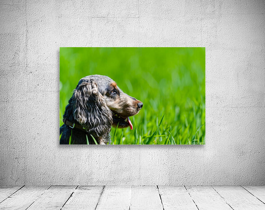 Cocker Spaniel in long grass Wall Preview