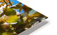 Long Peak Through Aspens HD Metal print