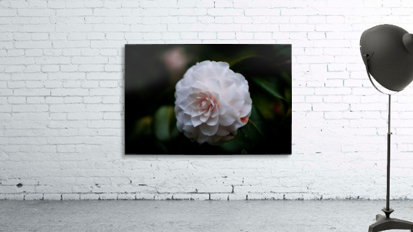 White Wall Preview