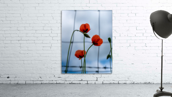 Poppies Wall Preview