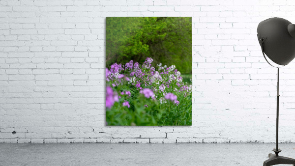 Shenandoah 2 Wall Preview