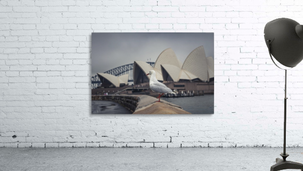 Sydney Seagull Wall Preview