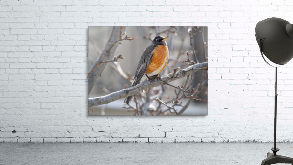 Spring Robin Wall Preview