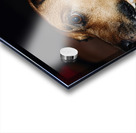 Beagle Profile Acrylic print
