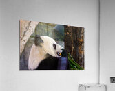 Panda Profile Acrylic Print