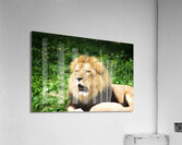 Yawning Lion Acrylic Print