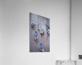 Grounded Birds Acrylic Print