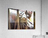 Hippopotamus Acrylic Print