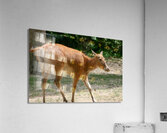 Deer Acrylic Print