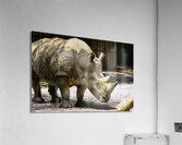 Rhinoceros Acrylic Print