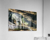 Alligator Acrylic Print