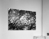 Tree branches at dusk Acrylic Print