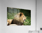 Lion looking right Acrylic Print
