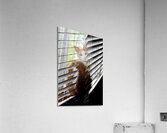 Cat in Blinds Acrylic Print