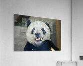 Panda eating stalk Acrylic Print