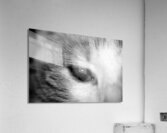 Cat’s eye Acrylic Print